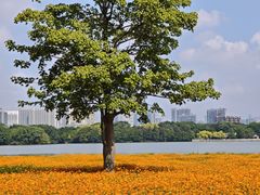 -海珠湖公园