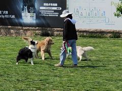 -趣玩宠物乐园寄养训犬训狗游泳池