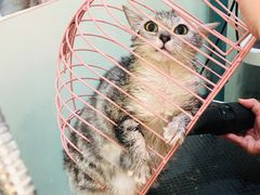 -喵汪萌宠屋旗舰店.洗澡美容.猫狗基地
