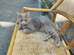 -猫岛主趣味餐厅(鼓浪屿店)