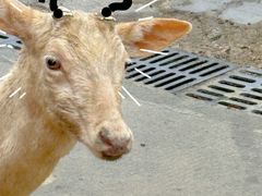 -常州淹城野生动物世界