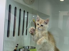 -青奢宠物·青奢猫舍