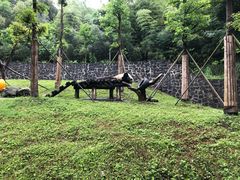 -都江堰中华大熊猫苑