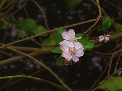 -金花茶公园