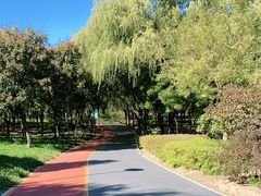 -大兴滨河森林公园