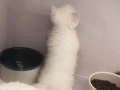 -喵的天空名猫咖啡馆·撸猫·猫舍·用品