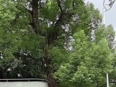 -广州白天鹅宾馆