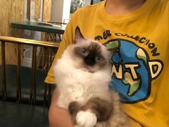 -喵喵咪呀布偶猫咖(春熙路店)
