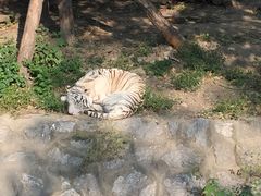 -动物园(地铁站)