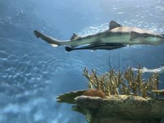 -上海海洋水族馆