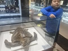 -青岛贝壳博物馆