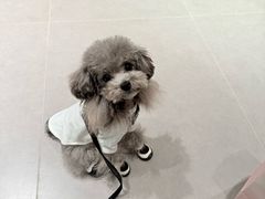 -斯普瑞斯奥特莱斯
