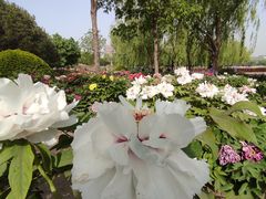 -莲花池公园