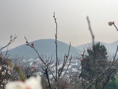 -香雪海