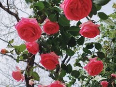 -人民公园(罗湖区)