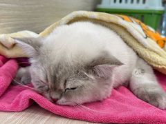 -凯特喵百思猫专科医院
