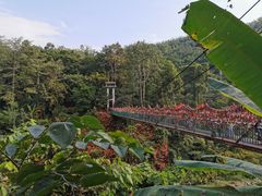 -西双版纳原始森林公园