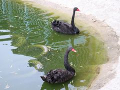 -北京鹿世界主题园