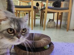 -喵园·猫主题咖啡厅·撸猫·猫咖(国贸店)