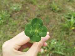 -金琴口腔·正畸种植全科(太升北路店)
