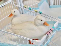 -怪兽屋·羊驼·猫咖·狗咖(俊华广场店)