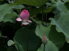 -深圳仙湖植物园