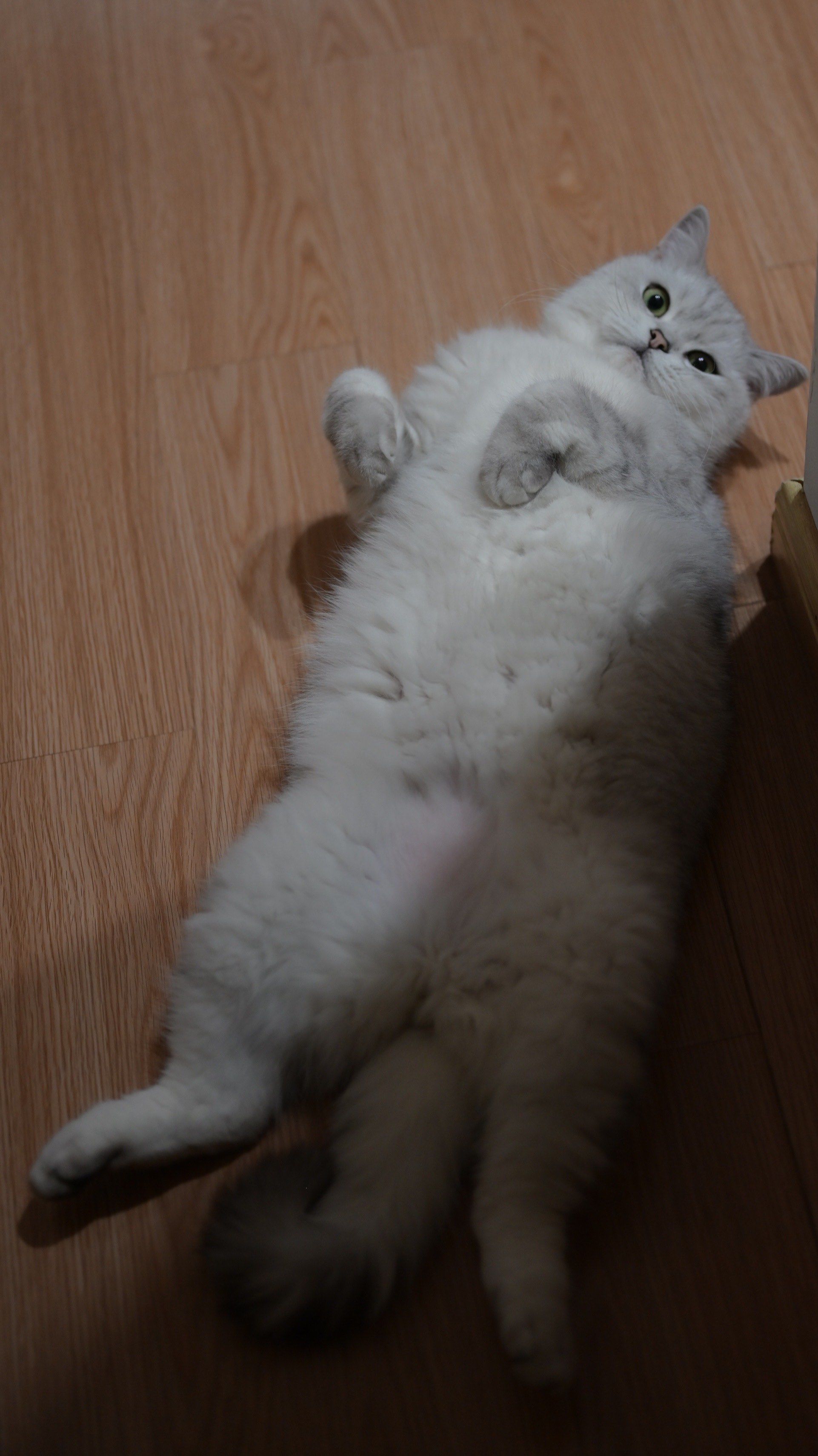 家有21566货猫是种怎样的心情[憨笑][右哼哼][左哼哼]