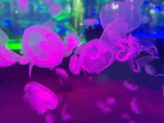 -海合安成都极地海洋公园