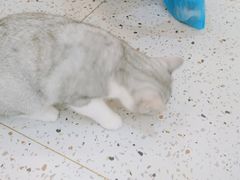 -猫域·湾主题猫咖·宠物吧(南坪城市广场店)