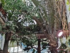-正佳雨林生态植物园