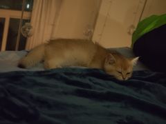 -飞行喵MR PILOT|猫舍·猫咖(静安大融城店)