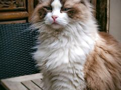 -喵屿·大理花园猫咖