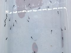 -华声天桥民俗文化园