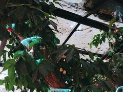 -海岛八号龙虾烧烤田鸡(蓝天路总店)