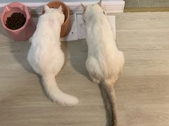-猫大福·Fortune Cat猫舍(百子湾店)