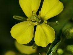 -青藏高原野生动物园