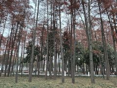 -月湖风景区