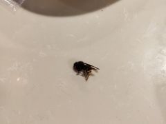 -爱客得牛排海鲜烤肉·火锅自助(春熙路黑金好店)