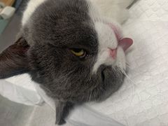 -纳吉亚猫专科动物医院博雅分院