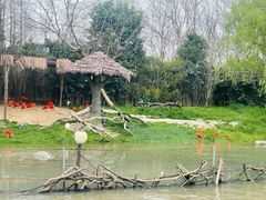 -上海野生动物园