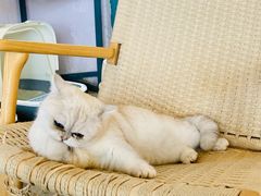 -喵屿·大理花园猫咖