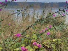 -福建鲤鱼洲酒店