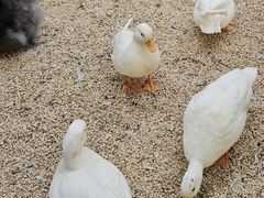 -南宫五洲植物乐园