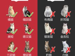-Bastet sally猫舍购宠(静安店)