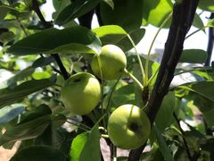 -塘栖枇杷特色园区