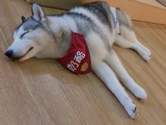 -Husky Go! 哈士奇体验馆·宠物咖啡厅狗咖
