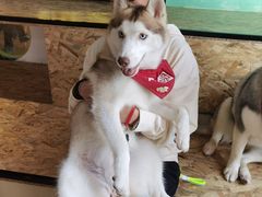 -Husky Go! 哈士奇体验馆·宠物咖啡厅狗咖