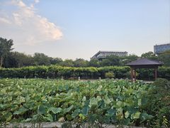 -嘉定紫藤园
