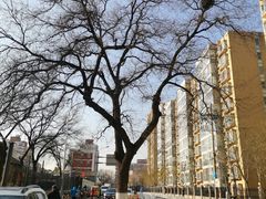 -阿西娅食府(中关村店)