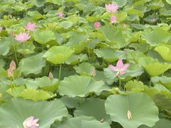 -洪湖生态旅游区